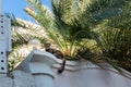 Cat on the eaves of a residential building under a palm tree Royalty Free Stock Photo