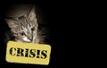 Cat and economic crisis