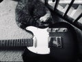 cat and electric guitar Royalty Free Stock Photo