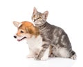 Cat embracing Pembroke Welsh Corgi puppy. Isolated on white Royalty Free Stock Photo