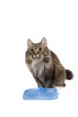 Cat with empty bowl cadge meal. Royalty Free Stock Photo