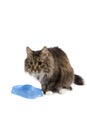 Cat with empty bowl cadge meal. Royalty Free Stock Photo