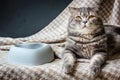 Cat and empty pet food bowl. Royalty Free Stock Photo