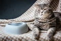 Cat and empty pet food bowl. Royalty Free Stock Photo