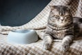 Cat and empty pet food bowl. Royalty Free Stock Photo