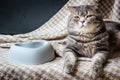 Cat and empty pet food bowl. Royalty Free Stock Photo