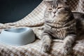 Cat and empty pet food bowl. Royalty Free Stock Photo