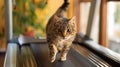 a cat engaging in physical activity, as it gracefully maneuvers on a treadmill, showcasing its agility and natural