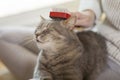 Cat enjoying combing