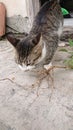 A cat enjoying a snack lunch with an earring plant