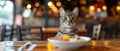 Cat Enjoying A Special Meal In A Cozy Restaurant Setting