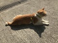 A cat enjoying sunbath Royalty Free Stock Photo