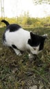 The cat enjoys eating fish remnants on the grass Royalty Free Stock Photo