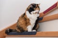 Cat enjoys in the staircase Royalty Free Stock Photo