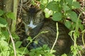 Cat enjoys the sun in the garden hidden in a bush Royalty Free Stock Photo