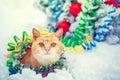 Cat entangled in colorful Christmas tinsel sit next to a Christmas tree Royalty Free Stock Photo