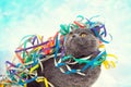 Cat entangled in colorful streamer on the Royalty Free Stock Photo