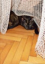 A cat entangled in a net curtain lying down on the parquetry and looks thoughtfully