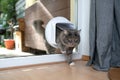Cat entering room through cat flap