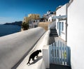 The cat enters the gate. Scene on the streets of the white city of Oia on the island of Santorini. Greece Royalty Free Stock Photo