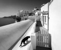 The cat enters the gate. Scene on the streets of the white city of Oia on the island of Santorini. Greece Royalty Free Stock Photo