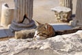 Cat on Ephesus ruins. Ancient Greek city on the coast of Ionia near Selcuk Royalty Free Stock Photo