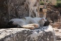 Cat at Ephesus