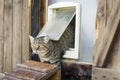 Cat escapes from a cat door, nice scene