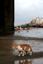 Cat from Essaouira