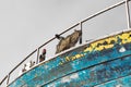 Cat in Essaouira harbor, Morocco Royalty Free Stock Photo