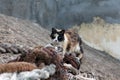 Cat in Essaouira harbor, Morocco Royalty Free Stock Photo