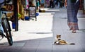 Cat on Essauira street