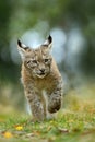 Cat Eurasian lynx in the green grass in czech forest, baby chick