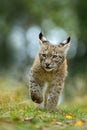 Cat Eurasian lynx in the green grass in czech forest, baby chick