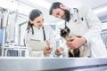 Cat on examination table of veterinarian clinic with two pet doc Royalty Free Stock Photo