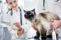 Cat on examination table of veterinarian clinic with two pet doc Royalty Free Stock Photo