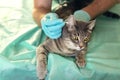 Cat on the examination table of the veterinary clinic. A male veterinarian examines the ears of the animal. Veterinary care. Royalty Free Stock Photo