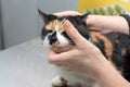 Cat examination veterinarian