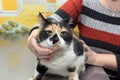 Cat examination veterinarian Royalty Free Stock Photo