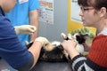 Cat examination veterinarian