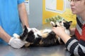 Cat examination veterinarian