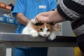 Cat examination veterinarian Royalty Free Stock Photo