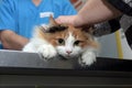 Cat examination veterinarian Royalty Free Stock Photo