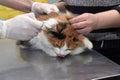 Cat examination veterinarian