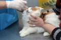 Cat examination veterinarian Royalty Free Stock Photo