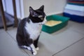 cat examines kitty litter box with eco-friendly silicate litter. Royalty Free Stock Photo