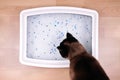 Cat examines kitty litter box with silicate litter