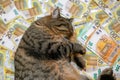 Cat expenses.cost of veterinary services for pets. Sleeping Striped cat with a pack of euros on banknotes background.The
