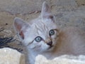 Cat with blue eyes