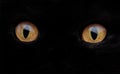 Cat Eye Royalty Free Stock Photo